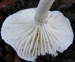 Hygrophorus arbustivus